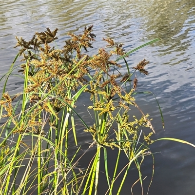 Cyperus exaltatus (Tall Flat-sedge, Giant Sedge) at O'Malley, ACT - Yesterday by Mike