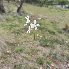 Oenothera lindheimeri (Clockweed) at O'Malley, ACT - Yesterday by Mike