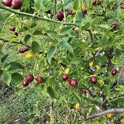 Rosa canina (Dog Rose) at O'Malley, ACT - Yesterday by Mike