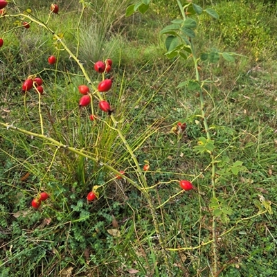 Rosa rubiginosa (Sweet Briar, Eglantine) at O'Malley, ACT - 21 Mar 2025 by Mike