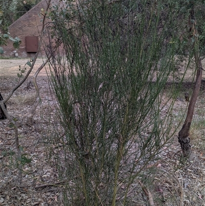 Cytisus scoparius subsp. scoparius (Scotch Broom, Broom, English Broom) at Cook, ACT - 20 Mar 2025 by JP95