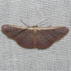 Idaea costaria (White-edged Wave) at Freshwater Creek, VIC - 28 Feb 2025 by WendyEM