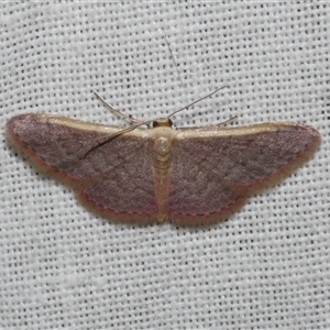 Idaea costaria at Freshwater Creek, VIC - 28 Feb 2025 11:18 PM