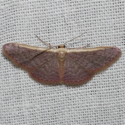 Idaea costaria (White-edged Wave) at Freshwater Creek, VIC - 28 Feb 2025 by WendyEM