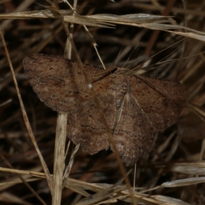 Ectropis excursaria (Common Bark Moth) at Freshwater Creek, VIC - 1 Mar 2025 by WendyEM