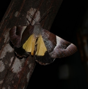 Niceteria macrocosma at Freshwater Creek, VIC - 1 Mar 2025 02:26 AM