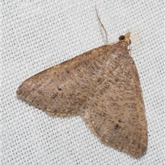 Parosteodes fictiliaria (Dodonaea Moth) at Freshwater Creek, VIC - 1 Mar 2025 by WendyEM