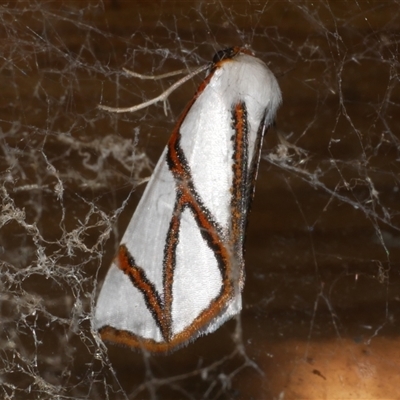 Thalaina clara (Clara's Satin Moth) at Freshwater Creek, VIC - 1 Mar 2025 by WendyEM