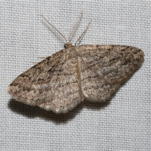 Zermizinga sinuata at Freshwater Creek, VIC - 28 Feb 2025 08:58 PM