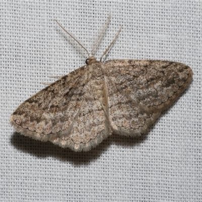 Zermizinga sinuata (Lucerne Looper, Spider Moth) at Freshwater Creek, VIC - 28 Feb 2025 by WendyEM