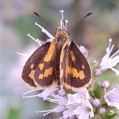 Ocybadistes walkeri (Green Grass-dart) by UserYYUcWrIf