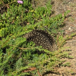 Tachyglossus aculeatus (Short-beaked Echidna) at Bywong, NSW - 20 Mar 2025 by Alihumphreys