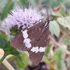 Nyctemera amicus (Senecio Moth, Magpie Moth, Cineraria Moth) at Hackett, ACT - 21 Mar 2025 by UserYYUcWrIf