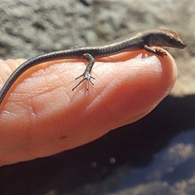 Lampropholis delicata (Delicate Skink) at Paddys River, NSW - 17 Mar 2025 by joscobie