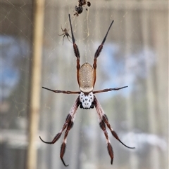 Trichonephila edulis (Golden orb weaver) at Gowrie, ACT - 21 Mar 2025 by joymaree2002@yahoo.com.au