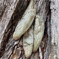 Chelepteryx chalepteryx (White-stemmed Wattle Moth) at Aranda, ACT - 21 Mar 2025 by KMcCue