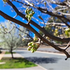 Pyrus calleryana (Callery Pear) at Watson, ACT - 26 Aug 2024 by abread111