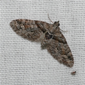 Phrissogonus laticostata at Freshwater Creek, VIC - 28 Feb 2025 09:06 PM