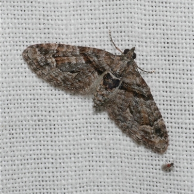 Phrissogonus laticostata (Apple looper moth) at Freshwater Creek, VIC - 28 Feb 2025 by WendyEM