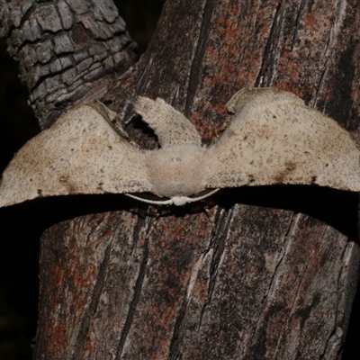 Circopetes obtusata (Grey Twisted Moth) at Freshwater Creek, VIC - 1 Mar 2025 by WendyEM