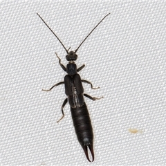 Nala lividipes (Black field earwig) at Melba, ACT - 19 Mar 2025 by kasiaaus