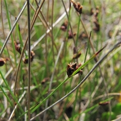 Schoenus nitens at Lake Bathurst, NSW - 10 Oct 2015 by AndyRoo