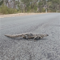 Varanus rosenbergi (Heath or Rosenberg's Monitor) at Tharwa, ACT - 10 Mar 2025 by inga27ecology