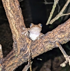 Litoria peronii at South Durras, NSW - 21 Mar 2025 by WalterEgo