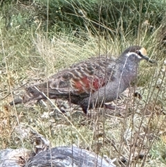 Phaps chalcoptera (Common Bronzewing) at Bungendore, NSW by yellowboxwoodland