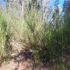 Cytisus scoparius subsp. scoparius (Scotch Broom, Broom, English Broom) at Paddys River, NSW - 17 Mar 2025 by joscobie