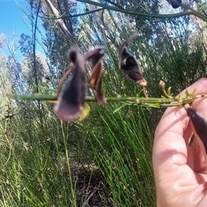 Cytisus scoparius subsp. scoparius at Paddys River, NSW - 17 Mar 2025 04:40 PM