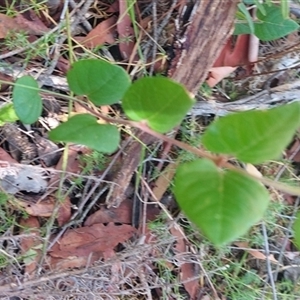 Platylobium montanum subsp. montanum at Paddys River, NSW - 17 Mar 2025 02:18 PM