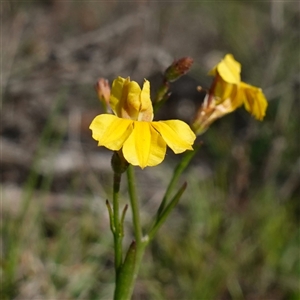 Goodenia paniculata (Branched Goodenia) by RobG1