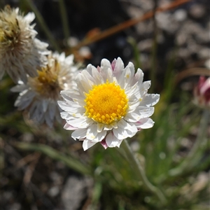 Leucochrysum albicans subsp. tricolor at Tallong, NSW - suppressed
