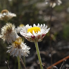 Leucochrysum albicans subsp. tricolor at Tallong, NSW - suppressed