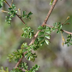 Dodonaea boroniifolia (Boronia hopbush) at Tallong, NSW - 19 Mar 2025 by RobG1