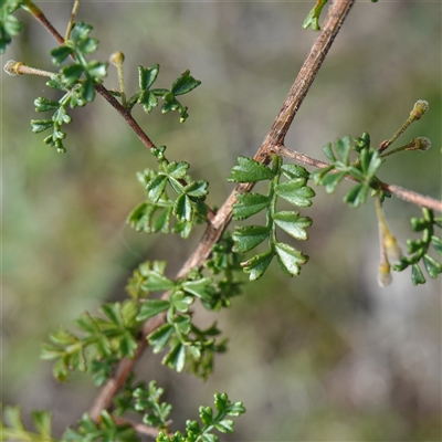 Dodonaea boroniifolia (Boronia hopbush) at Tallong, NSW - 19 Mar 2025 by RobG1