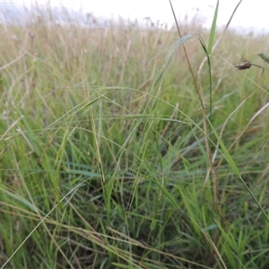 Microlaena stipoides (Weeping Grass) at Hume, ACT - 10 Feb 2024 by MichaelBedingfield