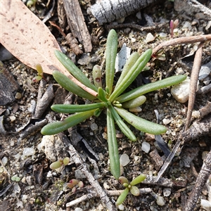 Calandrinia sp. (A Purslane) at Tallong, NSW - 19 Mar 2025 by RobG1