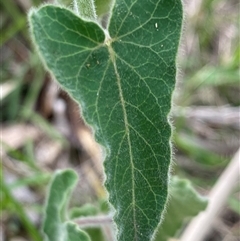 Oxypetalum coeruleum at Coolagolite, NSW - 6 Mar 2025 03:23 PM