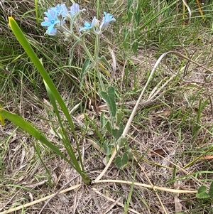 Oxypetalum coeruleum at Coolagolite, NSW - 6 Mar 2025 03:23 PM