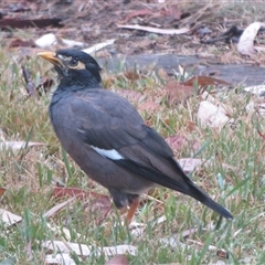 Acridotheres tristis (Common Myna) at Flynn, ACT - 21 Mar 2025 by Christine