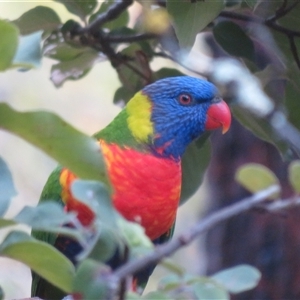 Trichoglossus moluccanus at Flynn, ACT - 20 Mar 2025 by Christine