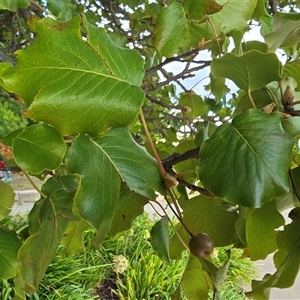 Pyrus calleryana at Parkes, ACT - 22 Mar 2025 09:02 AM
