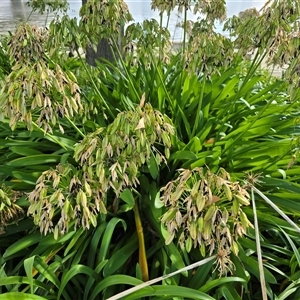 Agapanthus praecox subsp. orientalis (Agapanthus) at Parkes, ACT - 22 Mar 2025 by Mike