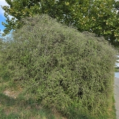 Lycium ferocissimum at Parkes, ACT - Today by Mike