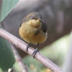 Acanthorhynchus tenuirostris (Eastern Spinebill) at Flynn, ACT - 18 Mar 2025 by Christine