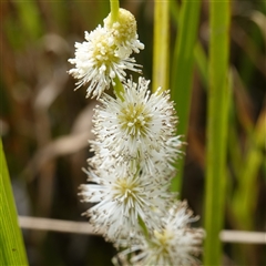 Carex inversa at Wingello, NSW - 19 Mar 2025 by RobG1