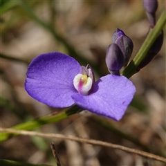 Comesperma defoliatum (Leafless Milkwort) at Penrose, NSW - 19 Mar 2025 by RobG1