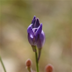 Comesperma defoliatum at Penrose, NSW - 19 Mar 2025 11:34 AM
